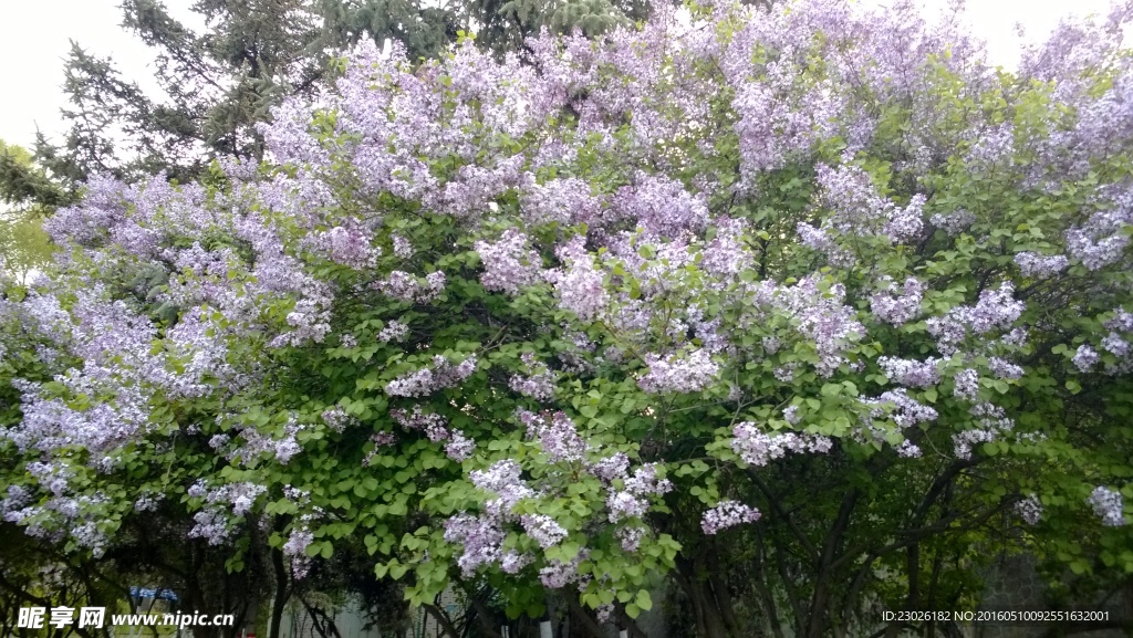 丁香花