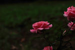 花瓣泪