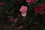 花瓣泪