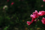 花瓣泪
