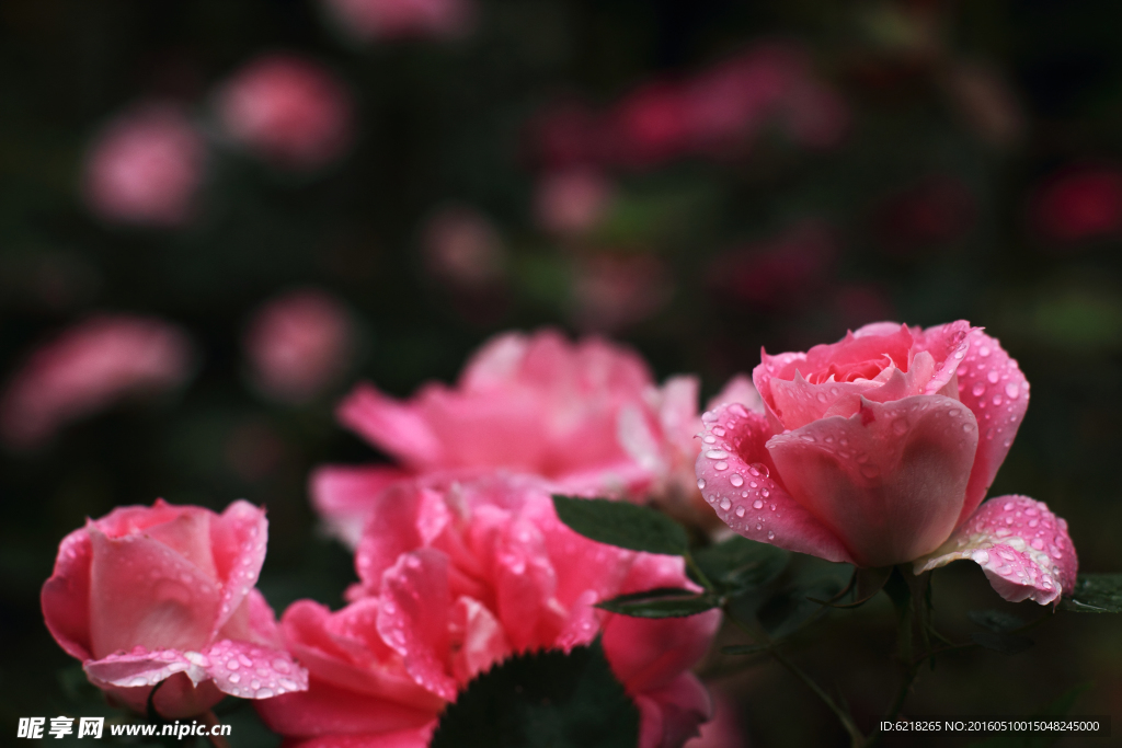 花瓣泪
