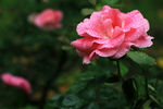 雨后月季花
