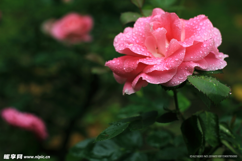 雨后月季花