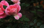 花瓣泪