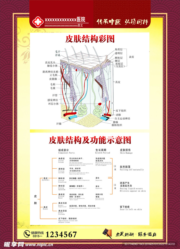 皮肤结构彩图