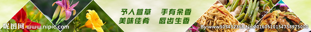 黄花菜banner图