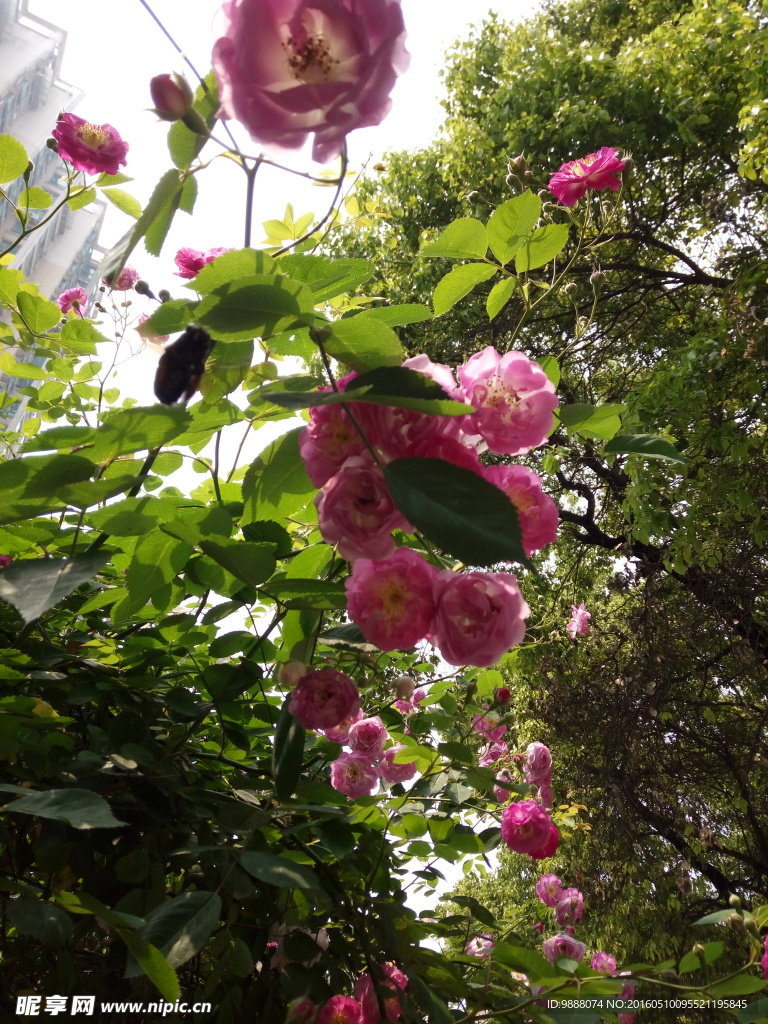 蔷薇丛