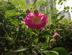 蔷薇花