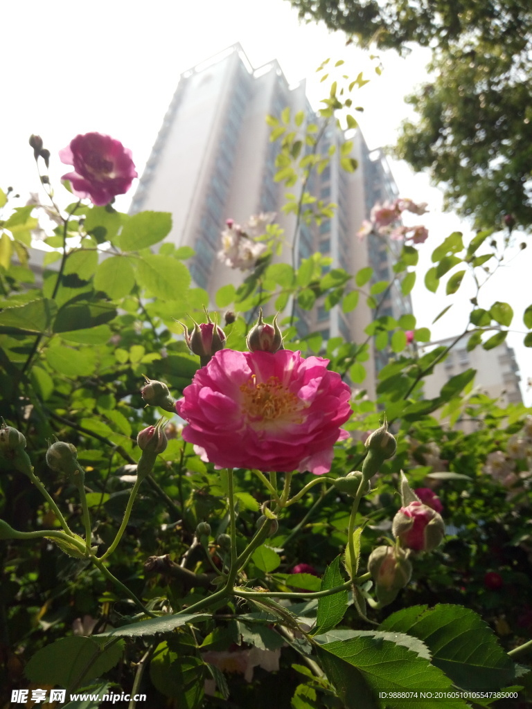 蔷薇花