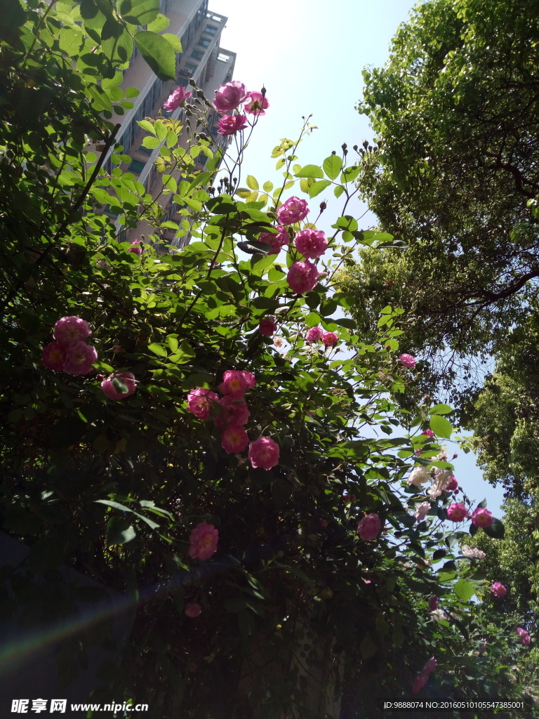 蔷薇