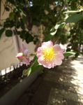 蔷薇花