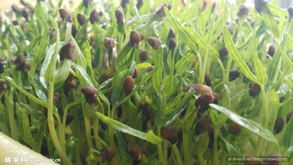 阳台空心菜芽苗菜