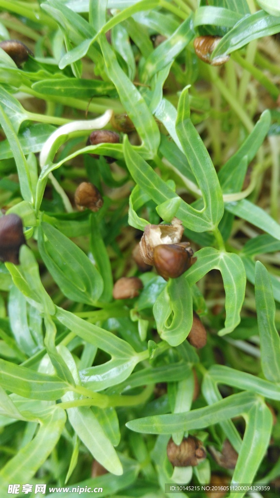 阳台空心菜芽苗菜