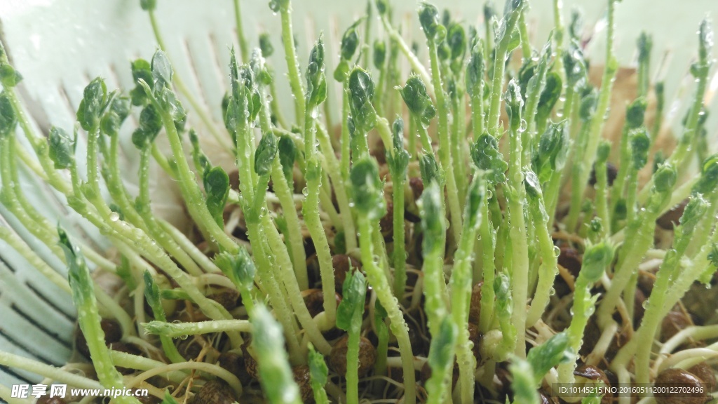 阳台碗豆芽苗菜