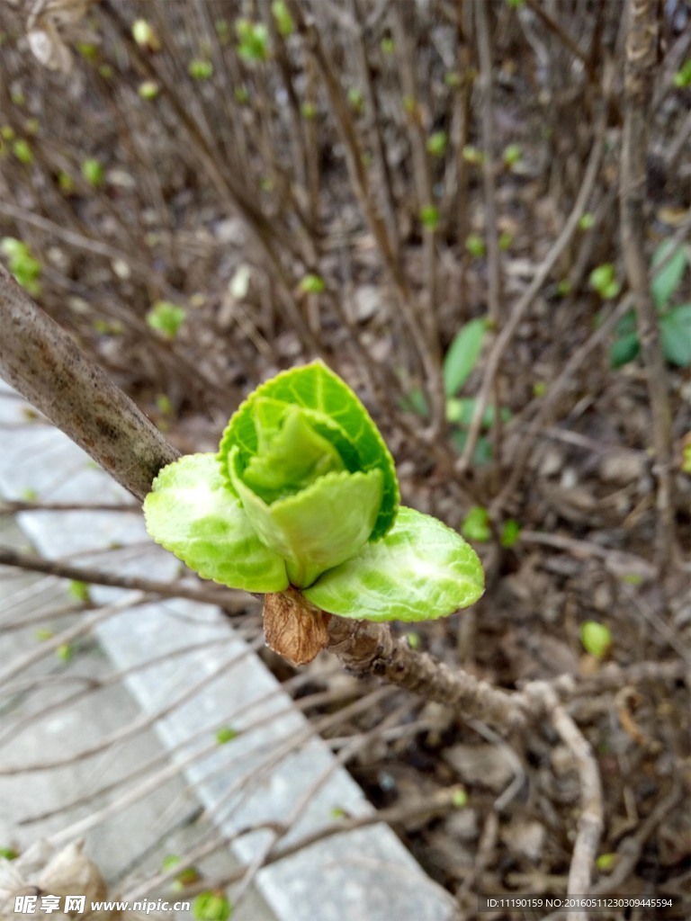 嫩芽枝