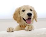 狗狗