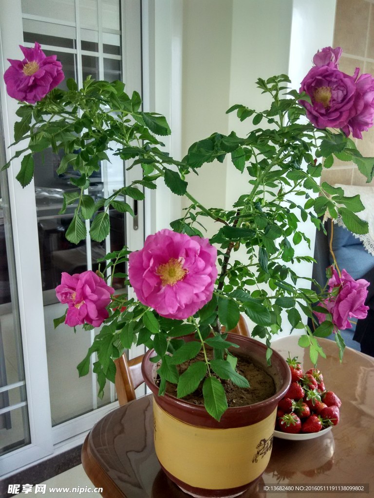 玫瑰