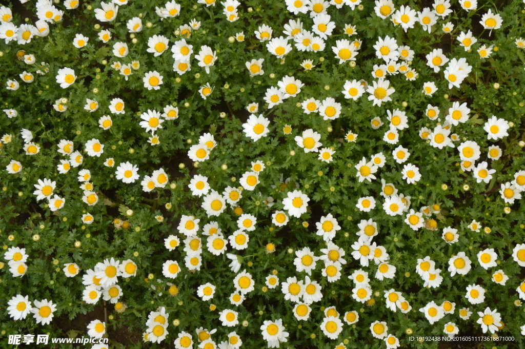 菊花素材