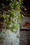 植物