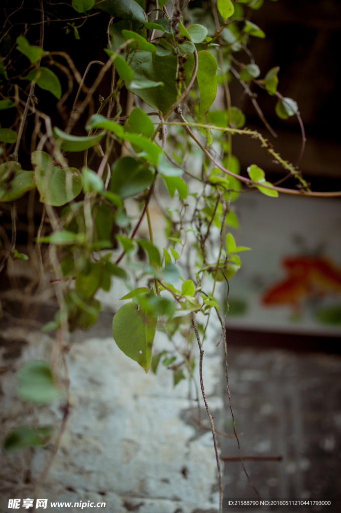 植物
