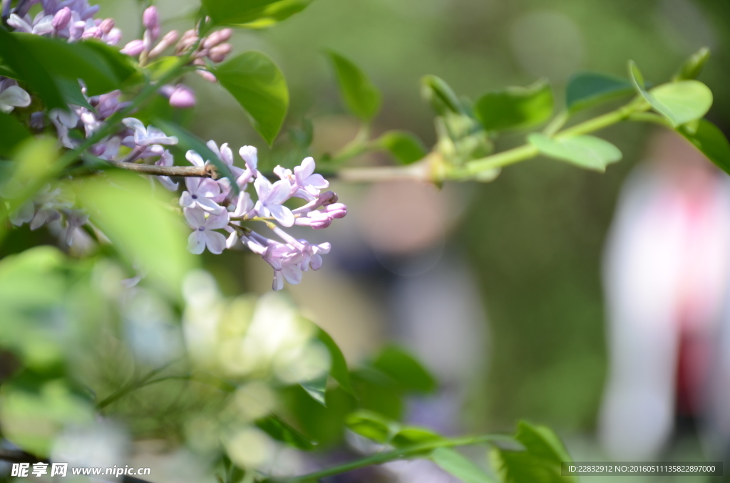 丁香花