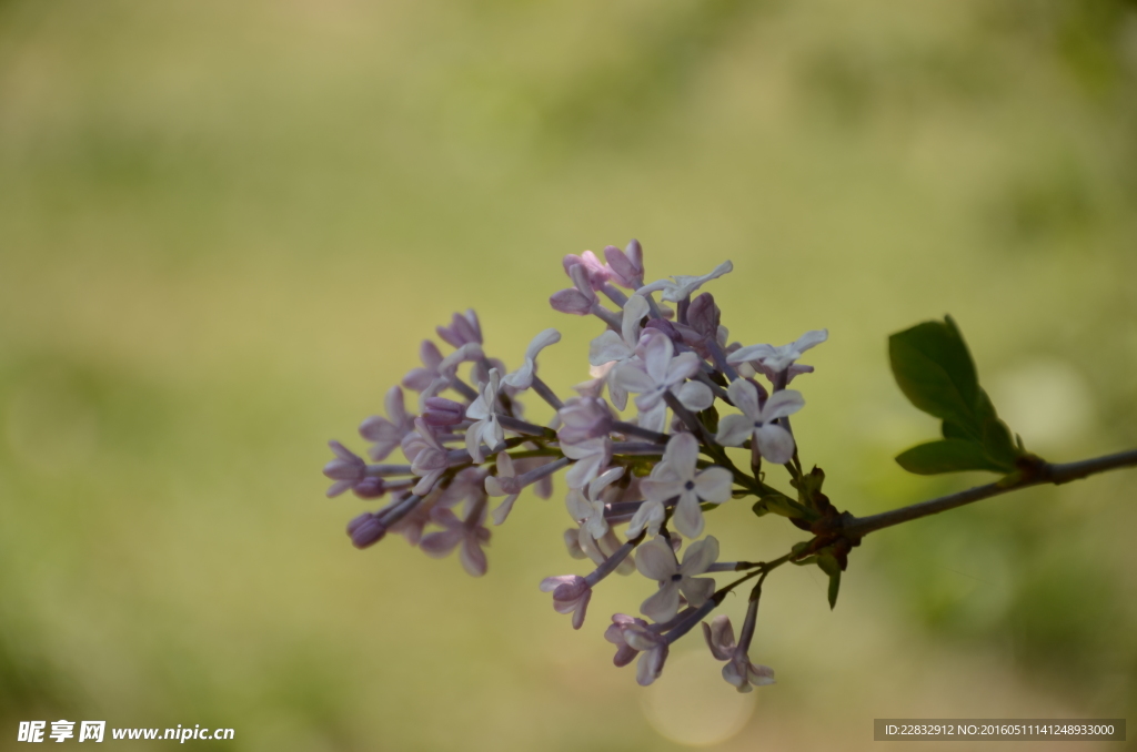 丁香花