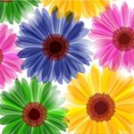 五颜六色的透明非洲菊