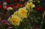 月季花