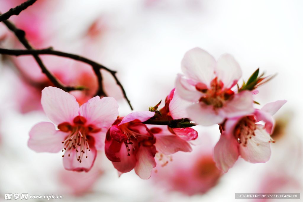 春花