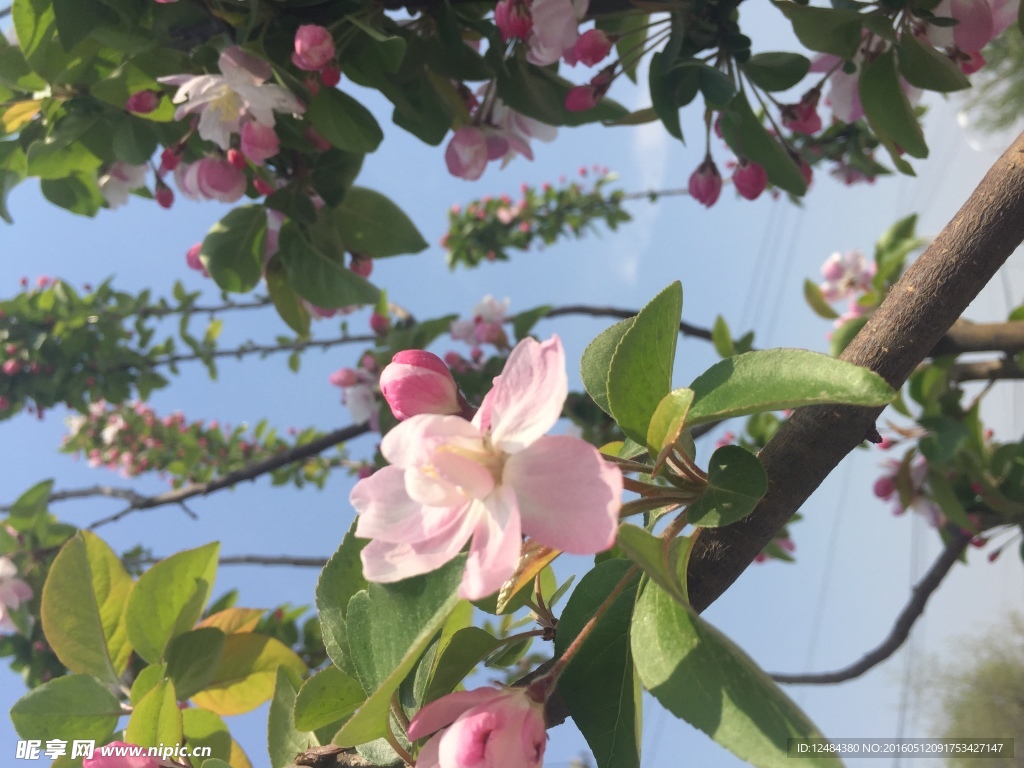 海棠花