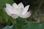 高清荷花