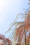 樱花树