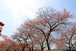 樱花树