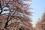 上野公园樱花