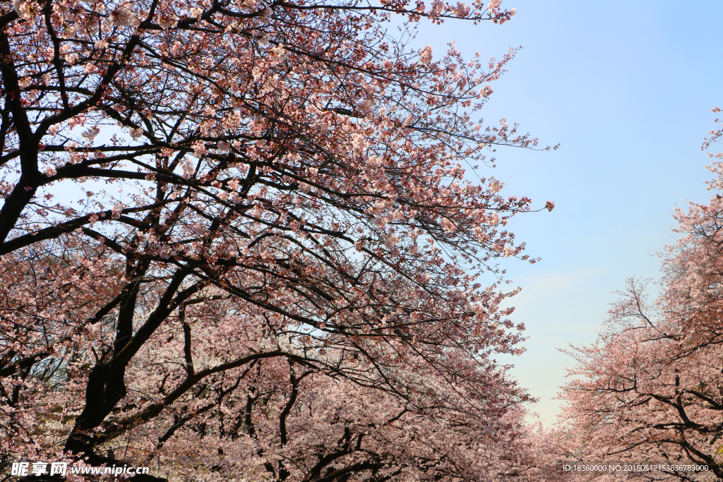 上野公园樱花