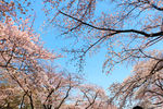 上野公园樱花