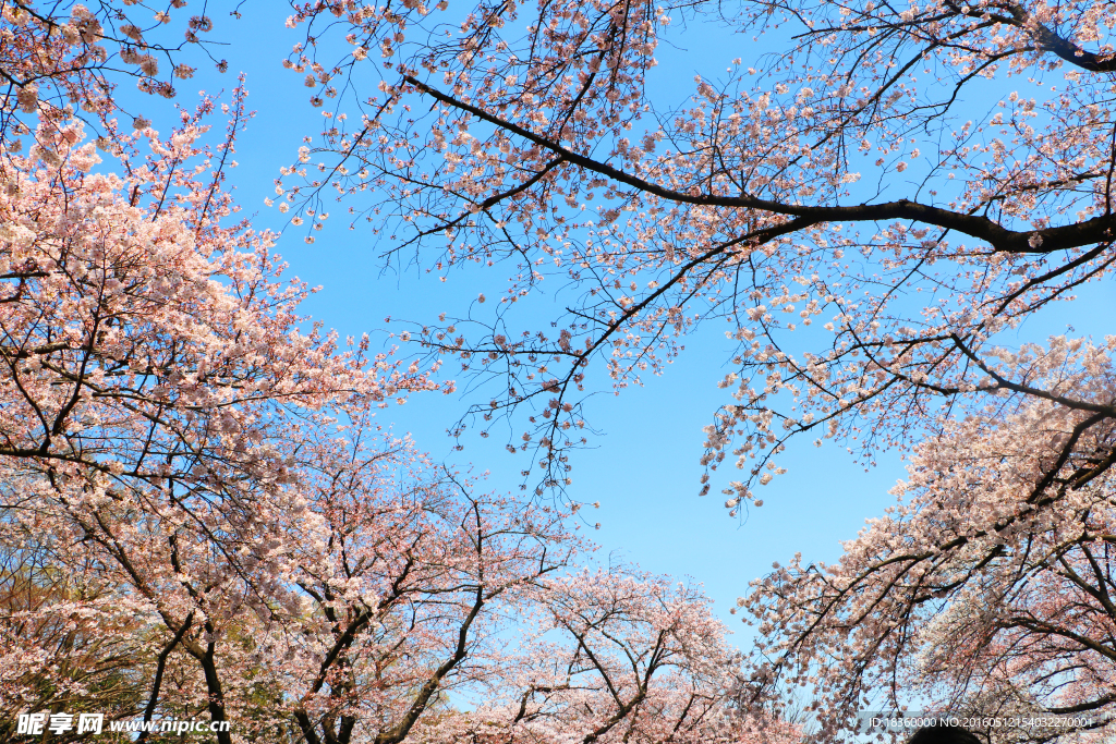 上野公园樱花