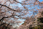 上野公园樱花