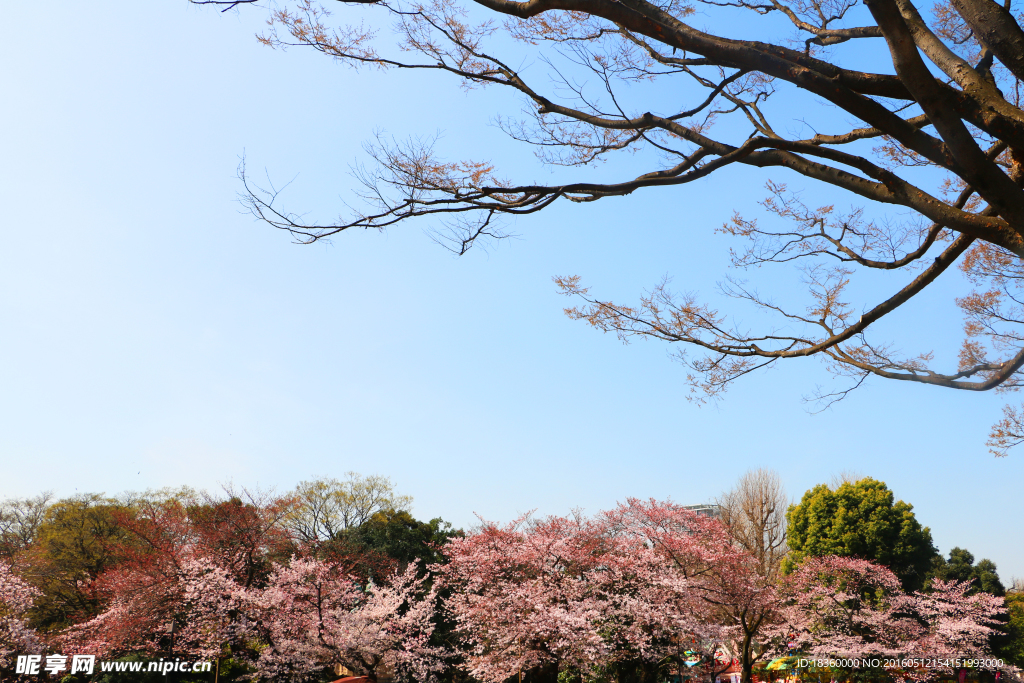 樱花