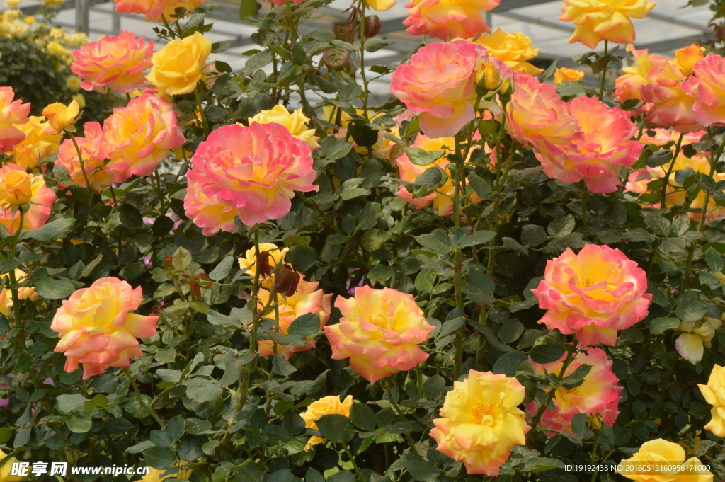 月季花