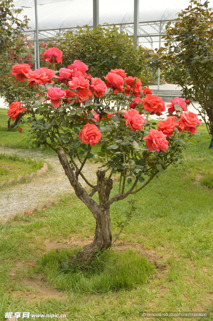 月季花