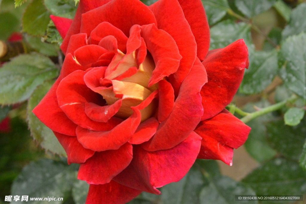 月季花