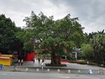 树木 大树 古树
