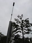 树木 大树