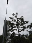 大树
