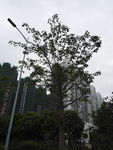 树木 大树