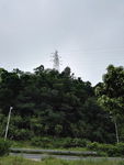 丛林