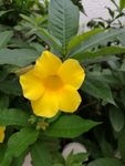 黄花