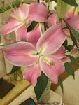 百合花