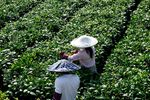 贵州茶园茶农采茶图